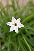 IPHEION UNIFLORUM SUBSP TANDILIENSE