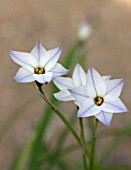 IPHEION UNIFLORUM SUBSP TANDILIENSE