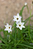 IPHEION UNIFLORUM SUBSP TANDILIENSE