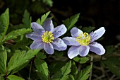 ANEMONE NEMOROSA BOWLES PURPLE