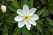 ANEMONE NEMOROSA LADY DONERAILE