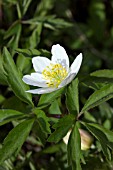 ANEMONE NEMOROSA LADY DONERAILE