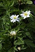 ANEMONE NEMOROSA GERDA RAMUSEN