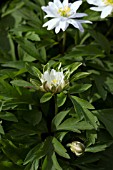 ANEMONE NEMOROSA GERDA RAMUSEN