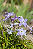 IPHEION UNIFLORUM WISLEY BLUE