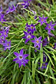 IPHEION UNIFLORUM FROYLE MILL