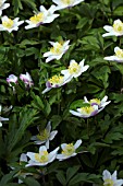 ANEMONE NEMOROSA WYATTS PINK