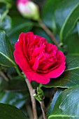 CAMELLIA JAPONICA LITTLE BIT RED FORM