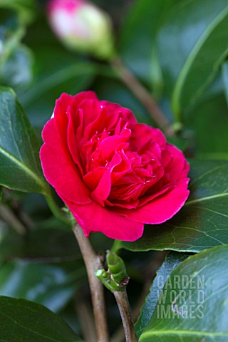 CAMELLIA_JAPONICA_LITTLE_BIT_RED_FORM