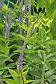 VERONICASTRUM VIRGINICUM APOLLO