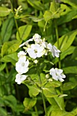 PHLOX PANICULATA JADE