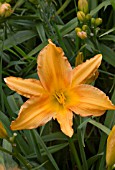 HEMEROCALLIS COPPER WINDMILL