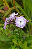 PHLOX PANICULATA PINK LADY TOP SHELF SERIES