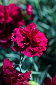 DIANTHUS ELEANORS OLD IRISH