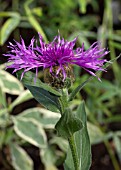 CENTAUREA UNIFLORA VAR NERVOSA