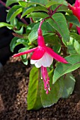 FUCHSIA SNOWCAP