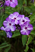 PHLOX PANICULATA BLUE PARADISE