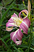 HEMEROCALLIS ORCHID CORSAGE