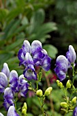 ACONITUM BICOLOR