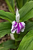 ROSCOEA PURPUREA WISLEY AMETHYST