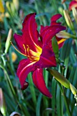 HEMEROCALLIS SPIDER MAN