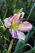 HEMEROCALLIS PONY