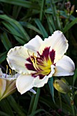 HEMEROCALLIS MOONLIT MASQUERADE