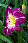 HEMEROCALLIS GRAND PALAIS