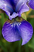 IRIS SIBIRICA PAPILLON