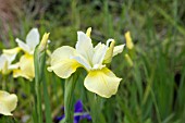 IRIS SIBIRICA BUTTER AND SUGAR