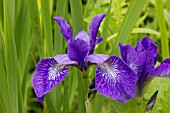 IRIS SIBIRICA BABY SISTER