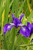 IRIS SIBIRICA BABY SISTER