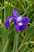 IRIS SIBIRICA ANNEMARIE TROEGER