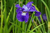 IRIS SIBIRICA ANNEMARIE TROEGER