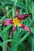 HEMEROCALLIS BROWN WITCH