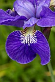 IRIS SIBIRICA ANNEMARIE TROEGER