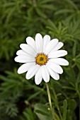 OSTEOSPERMUM SNOW PIXIE