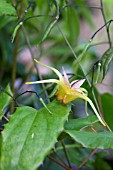 EPIMEDIUM WILDSIDE AMBER