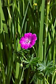 GERANIUM SANGUINEUM BELLE OF HERTERTON