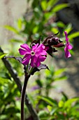 SILENE DIOICA INANE