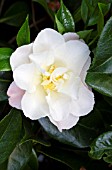 CAMELLIA JAPONICA AUBURN WHITE