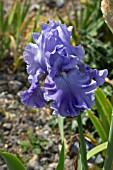 IRIS MONETS BLUE