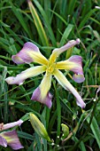 HEMEROCALLIS DANCING SUMMERBIRD