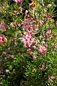 GREVILLEA PINK LADY