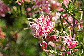 GREVILLEA PINK LADY