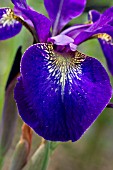 IRIS SIBIRICA SUPERACT