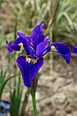 IRIS SIBIRICA LEO HEWITT