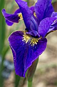 IRIS SIBIRICA LEO HEWITT