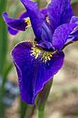 IRIS SIBIRICA LEO HEWITT