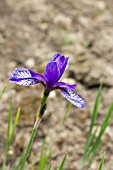 IRIS SIBIRICA FLIGHT OF BUTTERFLIES